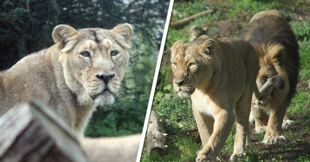 Lioness Kalinga Passes