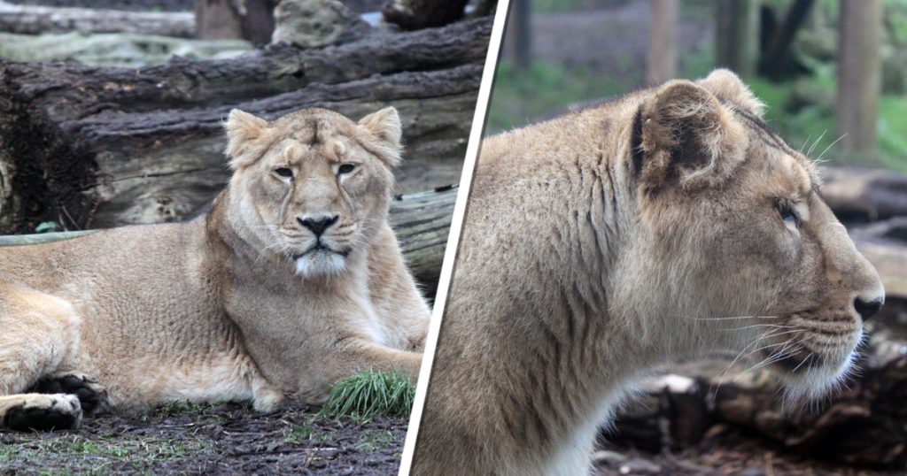 A New Lioness Arrives