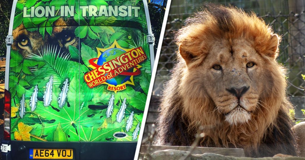 A New King Arrives At Chessington